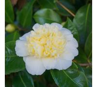 110 pezzi semi camelia - piccolo per le donne, resistente per il giardino Decorazione giardino interno di semi