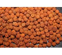 1100 Rudraksha Loose 8 MM Perline Gioielli Japa Mala Making Fai da Te Originale