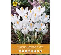 12 bulbi di crocus Bianchi a fiore grande | crocus orticoli Jeanne d'Arc | bulbi di crochi | bulbi autunnali | MY PLANTIS | spediti da Italia