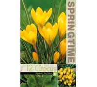 12 bulbi di crocus gialli a fiore grande | crocus orticoli Big Yellow | bulbi di crochi | bulbi autunnali | MY PLANTIS | spediti da Italia