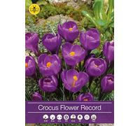 12 bulbi di crocus viola a fiore grande | crocus orticoli Flower Record | bulbi di crochi | bulbi autunnali | MY PLANTIS | spediti da Italia