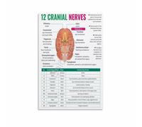 12 Cranial Nerves Function Chart Human Brain Anatomy Wall-Art Print for Science Classroom Decor(Unframed,12x18inch(30x45cm))
