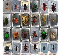 12 esemplari di Insetti in Resina,Insetti per Bambini per la Decorazione della scrivania e la Scienza prescolare con Lente d'Ingrandimento e Istruzioni per la Scheda dell'insetto