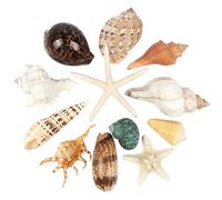 12 Pezzi Grandi Conchiglie Misto Spiaggia Conchiglie Stella Marina, Stelle marine di conchiglie naturali fino a 16 cm,Conchiglie perfette per la decorazione di artigianato fai-da-te per feste