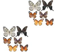 12 Pezzi Specimen di Farfalla Naturale Realistico | Colori Vivaci, per Studenti e Amanti delle Farfalle, Esposizione a Parete o Cornice