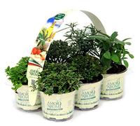 12 Piante in vaso di erbe aromatiche fresche per cucina italiana