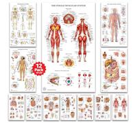 12 poster di anatomia umana - Poster medici, circolatorio, scheletrico, maschile, femminile, muscoloso, linfatico, riproduttivo, nervoso, digestivo, endocrino, sistemi respiratori, modelli, scienza