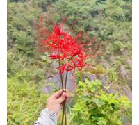 12 pz Lycoris Radiata - Cipolla Fiore Sanguigno Cipolle regalo da giardino fresche, bulbi da fiore a fioritura precoce bulbi di giglio di ragno, Regalo di fiori per piante da giardino,