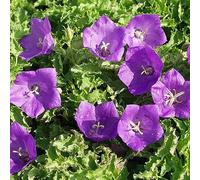 12 unità Campanula Carpatica 'Blaue Clips' - Campanula Vaso 9x9cm ±1 m² - Campanula Blu, Perfetta per Aiuole e Giardini Rocciosi