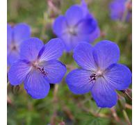 12 unità Geranio 'Johnson's Blue' - Cranesbill Blu di Johnson Vaso 9x9cm ±1 m² - Geranio con Fiori Blu per Giardini e Bordure