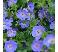 12 unità Geranium 'Rozanne' - Perenne Cranesbill Vaso 9x9cm ±1 m² - Geranio con Fiori Blu e Rosa per Giardini e Bordure