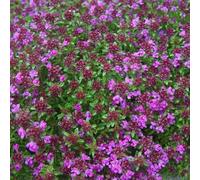 12 unità Thymus Praecox 'Creeping Red' - Timo Precoce 'Creeping Red' Vaso 9x9cm ±1 m² - Thymus con Crescita Tappezzante e Fiori Rossi