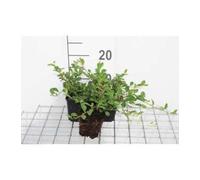 12 x Cotoneaster dammeri - Cotognastro - vaso 9x9 cm