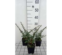 12 x Cotoneaster horizontalis - Cotognastro - vaso 9x9 cm