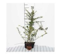 12 x Cotoneaster radicans Eichholz - Cotognastro - vaso 9x9 cm