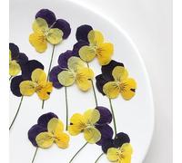 12 x fiori di viola del pensiero pressati con foglie secche per decorare la custodia del telefono, Normale