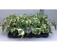 12 x Hedera alg Gloire de Marengo - Klimop in - vaso 9x9 cm