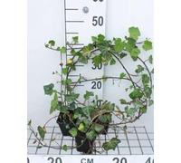 12 x Hedera helix Woerner - Edera Woerner - vaso 9x9 cm