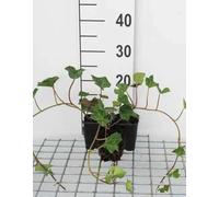 12 x Hedera hibernica - Edera irlandese - vaso 9x9 cm
