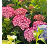 120 pezzi di ortensie semi resistenti - semi di resistenti giardino balcone in inverno