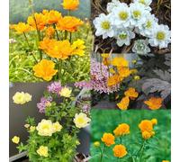 120 pezzi di semi di - semi selvatici troll, selvatici resistenti resistenti