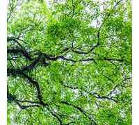 120 pezzi semi di ficus - maceratore per balcone con letto elevato decorazione interna parete sostenibile per donne letto elevato semi