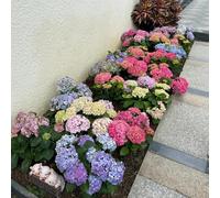 120 pezzi semi di ortensia - tetti verdi semi di perenne resistenti, per esterno, prato