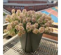 120 pezzi semi di pietra - Decorazione balcone giardino giardino interni esotici, decorazione