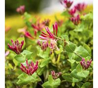 120 pezzi semi di scalatrice - da giardino per uomini madreselva balcone resistente la decorazione semi