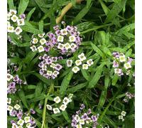 120 pezzi Semi perenni resistenti pietra - di interni esotici, giardino di interni, balcone perenni,resistenti,