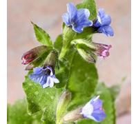 120 pezzi semi polmonari resistenti - semi di prato selvatico decorativi resistenti per il giardino, piccolo