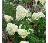 120 pezzi Semi resistenti di ortensia panica resistenti per giardino, semi di ortensia, piccolo per le donne