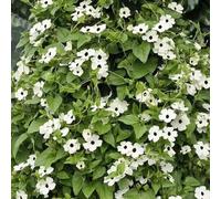 120 pezzi semi resistenti di susanne occhi neri - in perenni resistenti decorazione per giardino