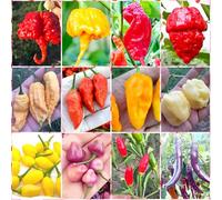 120 Semi dei 12 Peperoncini più Piccanti del Mondo, Collezione SUPER HOT + Guida: CAROLINA REAPER, JAY GHOST, APOCALYPSE, NAGA MORICH, BHUT JOLOKIA, HABANERO, PIMENTA, CALABRESE, ROXA, CAYENNA