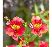 125 pezzi semi alstroemeria resistenti per giardino, piccolo per donne, semi di selvatica sul balcone