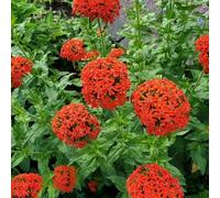 125 pezzi semi di chiodo puzzle - giardino prato giardino semi selvatici perenni resistenti balcone che coprono il