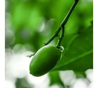 125 pezzi semi di neem un de neem sul balcone per l'inverno semi di tetto verde primavera