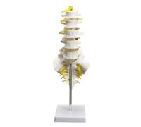 13 cm a grandezza naturale chiropratica umana anatomica lombare vertebrale colonna vertebrale modello di anatomia scolastica insegnamento medico educativo
