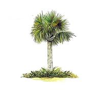 13cmx10.7cm Palm Tree Beach Ocean Life Home House Specchio da parete in vinile