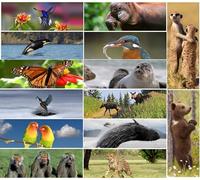 14 SEGNALIBRI ANIMALI CON IMMAGINE RIBALTABILE ": segnalibro lenticolare impostato con immagini a scorrimento/salti mortali con animali - tutti motivi diversi