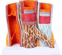 14 X Modello anatomico ingrandito del vaso sanguigno umano, Modello cardiovascolare artero-venoso, Modello vascolare di aterosclerosi del vaso, for la formazione in studi medici scientifici