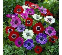 15 bulbi di ANEMONE DE CAEN MIX 5/6