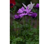 15 bulbi di anemone fiore doppio in miscuglio | bulbi di anemoni in mix | bulbi autunnali | MY PLANTIS | spedito da Italia