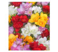 15 Bulbi di fresia profumata | bulbi estivi | fresia fiore doppio calibro 7+ | MY PLANTIS.it | spedito da ITALIA