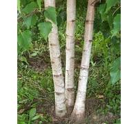 15 European White Birch Tree Seeds Seeds ONLY