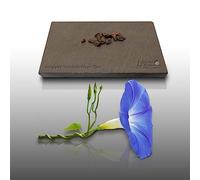 15 graines Fleurs à semer - Le Grenier d'Abondance - IPOMEE Géante bleu d'azur H. 5 Mètres - Ipomoea