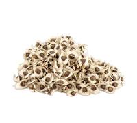 15 MORINGA OLEIFERA SEEDS:packing seeds only