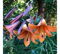 15 pezzi bulbi di liri di - giardino resistenti, lirio resistente bonsai balcone prato piccolo per