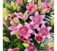 15 pezzi bulbi di liri resistenti - da giardino resistenti e perenni, lirio estivo che coprono il terreno piccolo per le donne