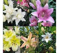 15 pezzi bulbi di liri resistenti - in resistenti, lirio ombra sono piccole per donne, per il giardino